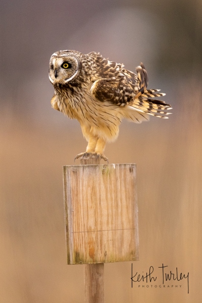 230227-6473-seo-shaking