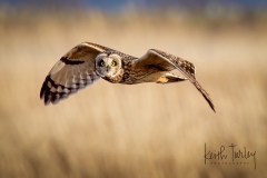 230120-5278-owl-flying-eyes-on-camera