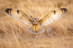 230211-3205-short-eared-owl-landing-ecomm