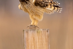 230227-6473-seo-shaking