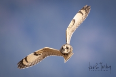 230307-0746-short-eared-owl-eyes-closed