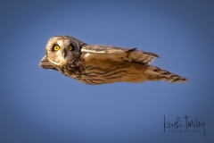 230307-9194-short-eared-owl-flying