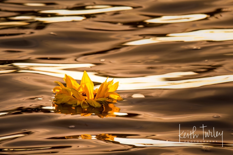 Floating Star