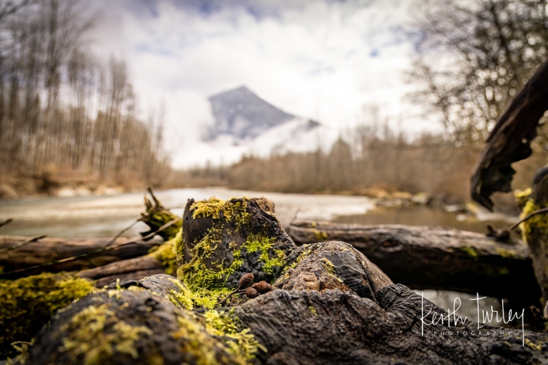 230324-2062-small-cones-on-stump