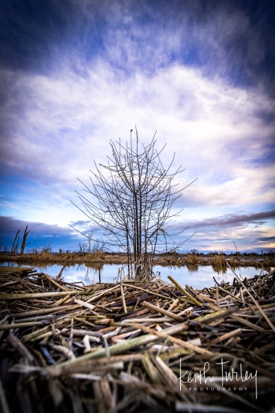 230105-7753-wylie-slough-bush