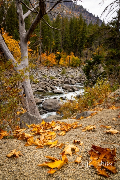 231009-6520-wenatchee-river-leaves