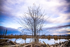 230105-7753-wylie-slough-bush