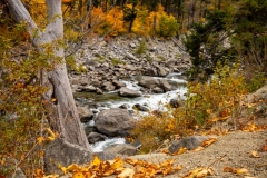 231009-6520-wenatchee-river-leaves