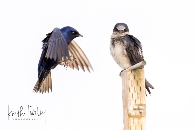 230427-8907-purple-martin-landing