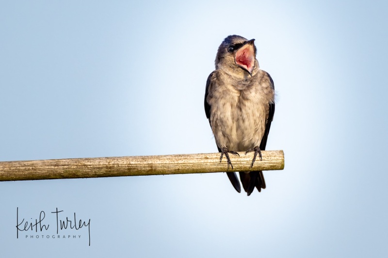 230503-3473-purple-martin-female