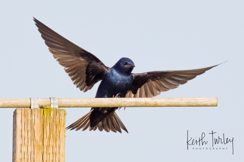 230503-3993-purple-martin-landing