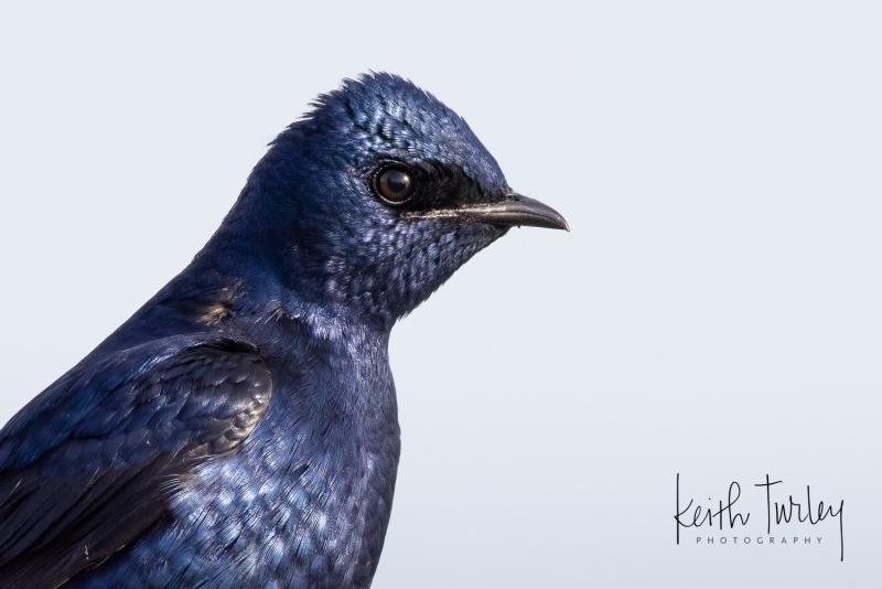230503-4064-purple-martin-closeup