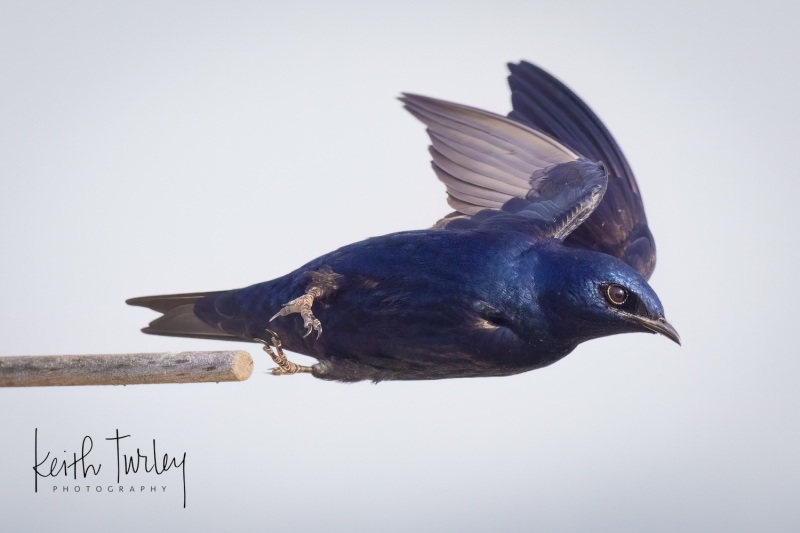 230503-4794-purple-martin-takeoff