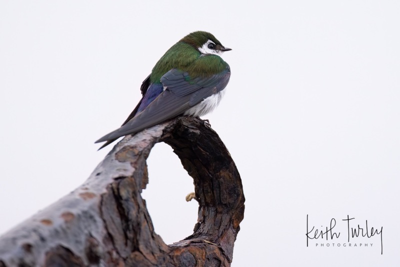 230507-2527-violet-green-sparrow