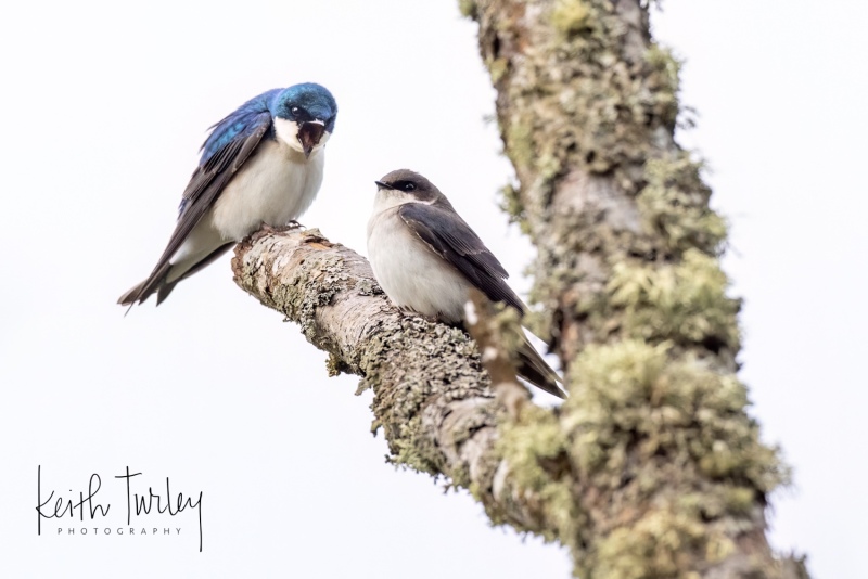 230509-7894-tree-swallow-pair