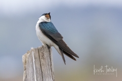 220425-7131-tree-swallow
