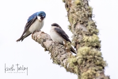 230509-7894-tree-swallow-pair